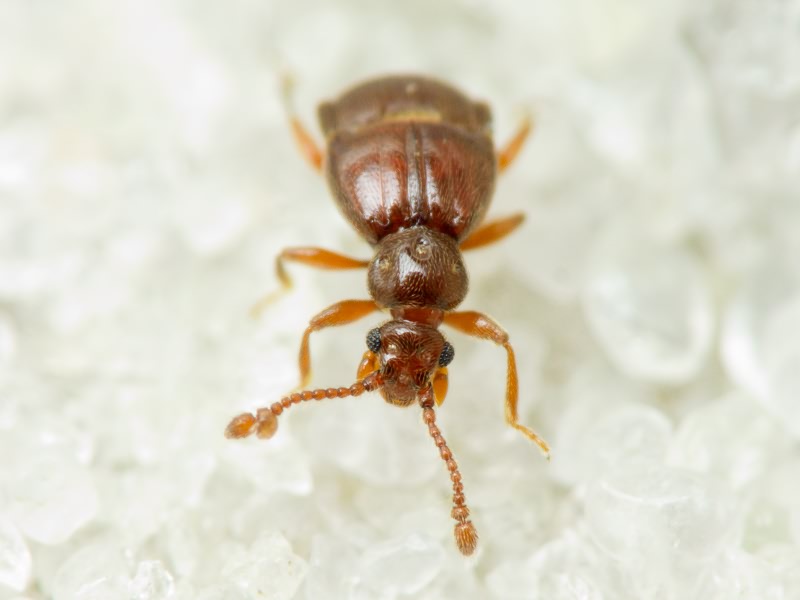 Brachygluta fossulata (Reichenbach, 1816)